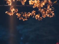 景点-武汉大学-樱园