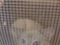 -宠颐生宠物医院·异宠猫科内科·诊疗中心宠巢店