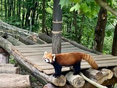 -都江堰中华大熊猫苑
