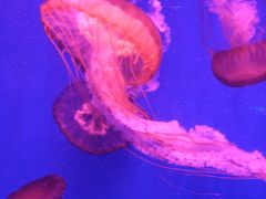 -海合安成都极地海洋公园