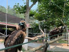 -西霞口神雕山野生动物世界