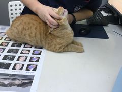 -关爱宠物医院·猫科中心·消化科(滨湖万达分院)