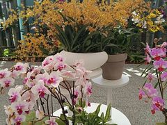 -上海鲜花港