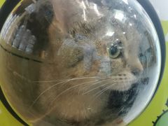 -中农大我爱我爱动物医院·核磁CT·猫病·24小时夜诊中心(石佛营店)