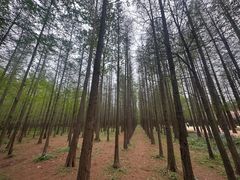 -日照海滨国家森林公园
