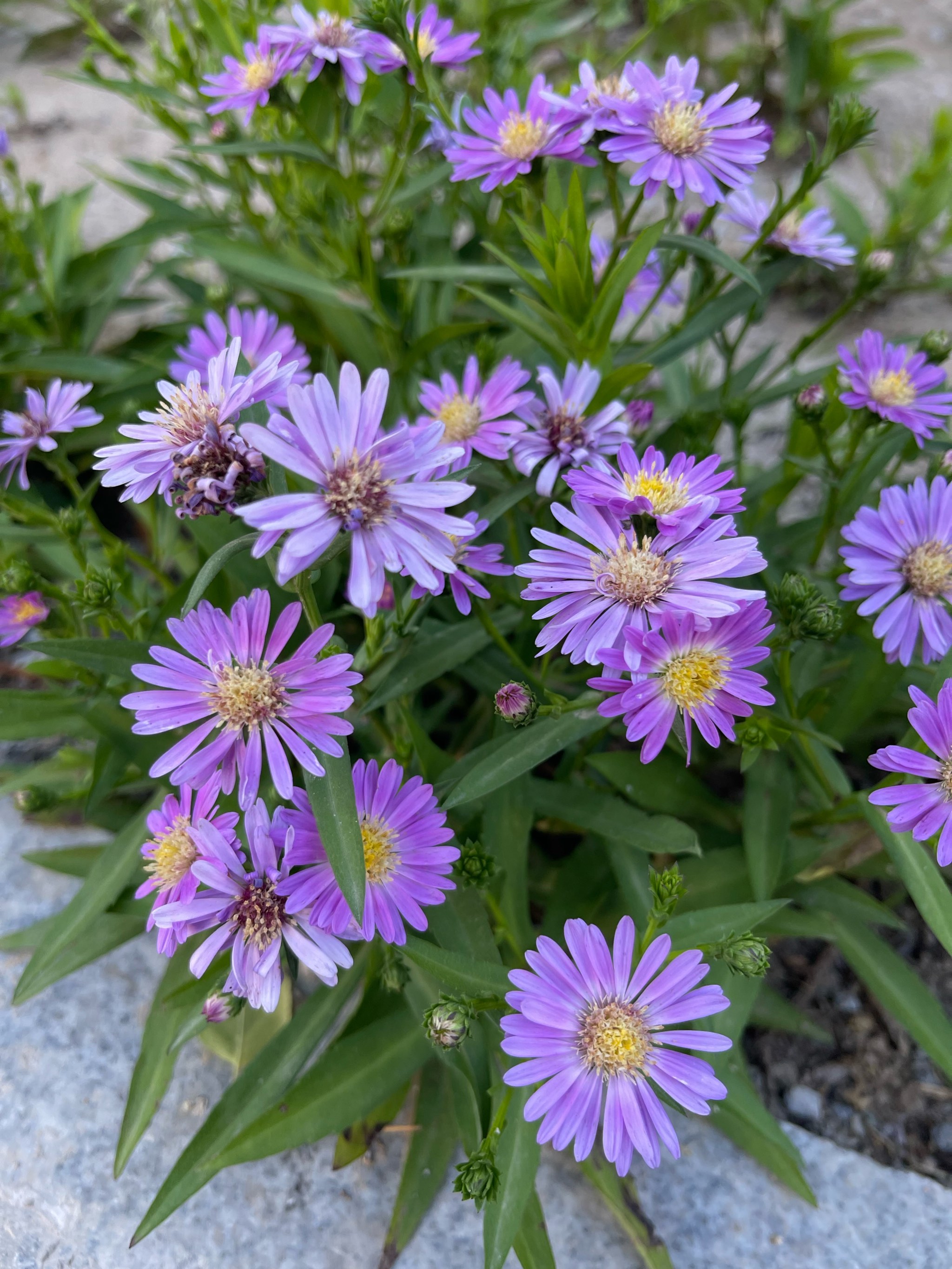 夏天的风景图片花草图片