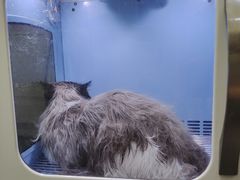 -萌兽医馆·宠物医院·猫骨科(创景店)