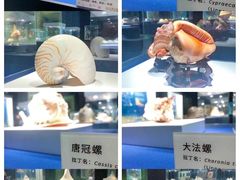 -贝壳王国博物馆