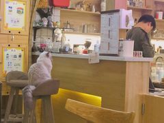 -滚猫咖啡·猫咖·猫友好撸猫(未来城店)