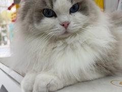 -四月宠物医院·猫专科·心脏专科·内科(转塘店)