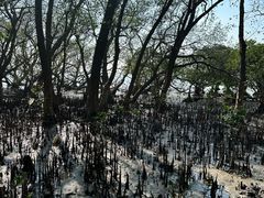 -宝安西湾红树林湿地公园