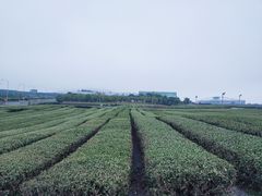 -雪绿茶博物馆