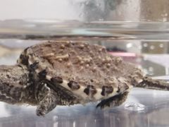 -青石桥花鸟鱼虫市场(叠翠城店)