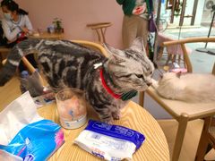 -猫咪派对(江南西店)