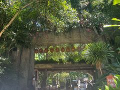 -西双版纳原始森林公园