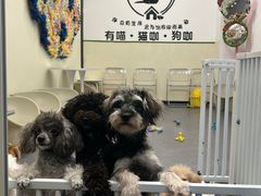 -有喵·猫咖·狗咖·30几只猫10只小狗(岗厦店)