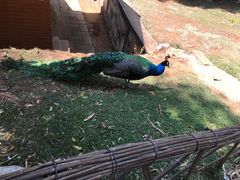 -昆明动物园