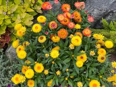 -东莞植物园
