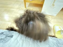 -艾吉宠物医院·疑难杂症转诊中心·猫友好(碧江路院)