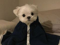 -好利来(高新枫叶广场店)