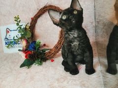 -十年猫舍·猫咪专门店(普陀店)