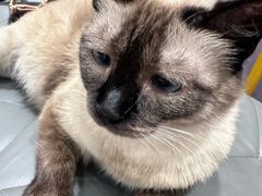 -藏猫猫咖啡主题馆(中央大道店)