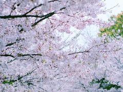 -高东镇樱花园