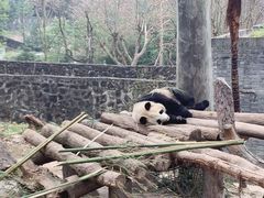 -都江堰中华大熊猫苑