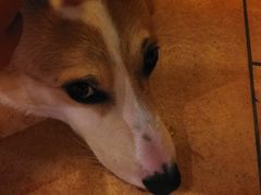 -more than meow吴止猫主题餐厅(承德 中船汇店)