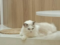 -瞄一喵猫咖(格力海岸店)