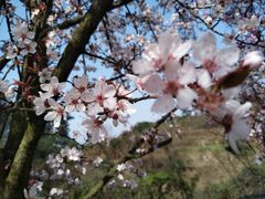 景点-铁山坪森林公园