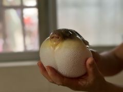 -长顺河豚馆(江洲东路)