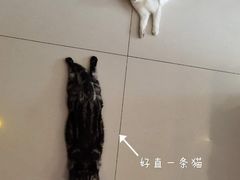 -平行世界·猫咖(首经贸店)