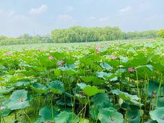 -东郊湿地公园