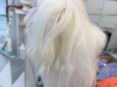 -宠小格时尚宠物生活馆(唐镇店)