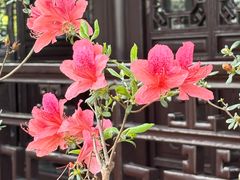 -上海醉白池公园