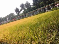 -洪湖家庭农场·团建·露营·会议