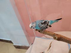 -喵宠乐园·撸猫互动·猫舍