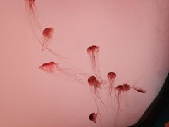 -沈阳海洋探索中心