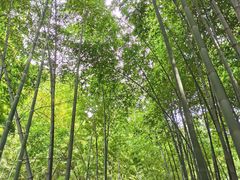 -宝岩生态观光园