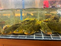 -肥三土菜馆(五四广场店)