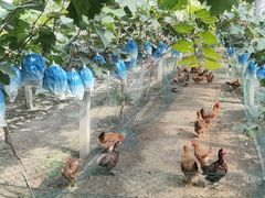 -马陆小张葡萄园农家乐