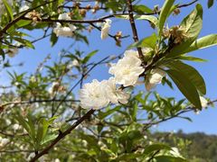 -南国桃园旅游度假区