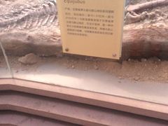 -陕西自然博物馆