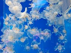 -左海海底世界