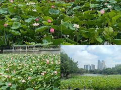 -荔湾湖公园