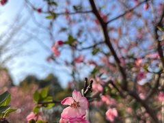 -顾村公园