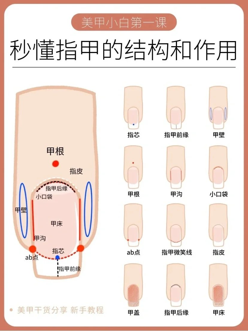 指甲的结构 示意图图片