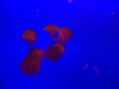 -上海海洋水族馆