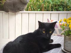-海边的猫和咖啡馆